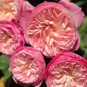 Meet your Posher, Sakura